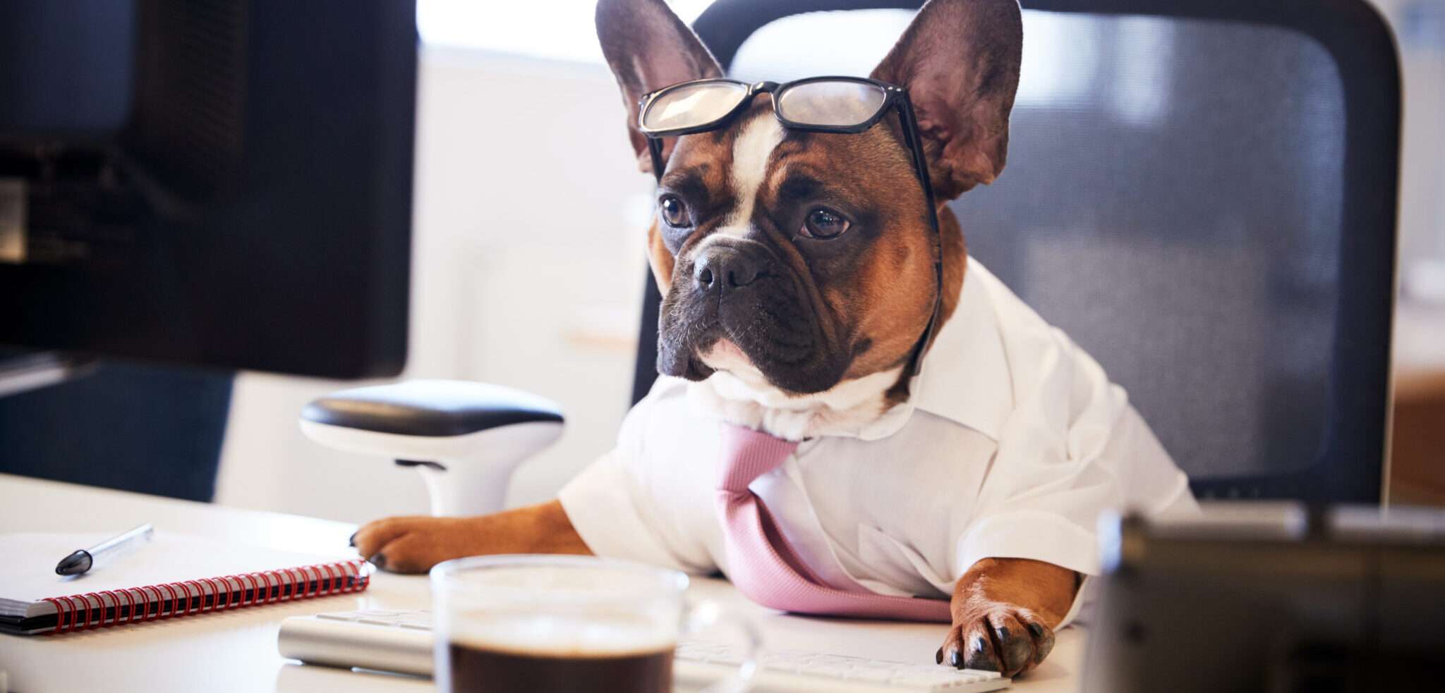 メガネとネクタイをして机に座っているフランス ブルドッグ。
