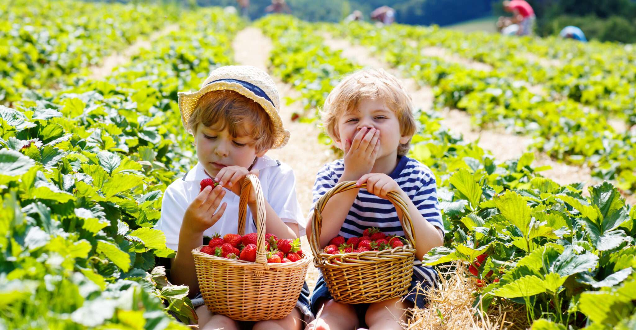 フランスの畑でイチゴを摘む 2 人の子供。