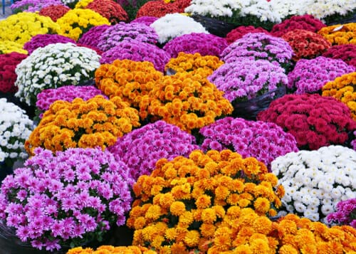 フランスの花市場で売られている菊。 フランスの花市場で売られている菊。