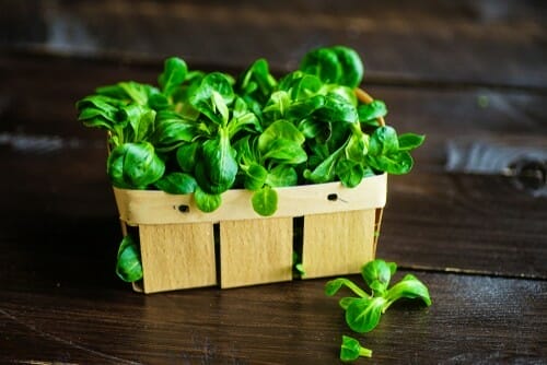 フランスの木製テーブルの上の木製バスケットに入った小さな緑の植物。 フランスの木製テーブルの上の木製バスケットに入った小さな緑の植物。