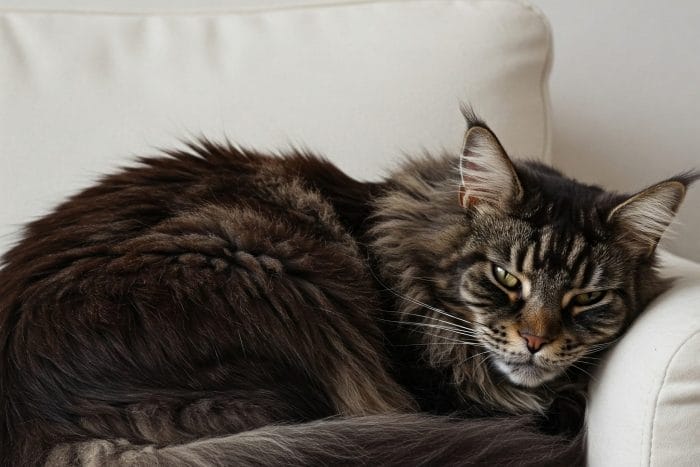 ソファで少し気難しそうな顔をして丸まっている猫