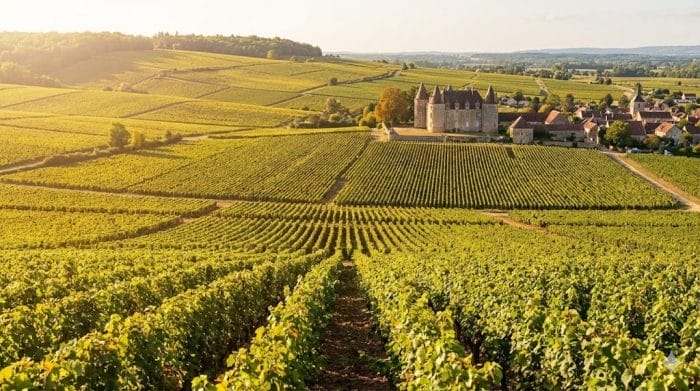 ブルゴーニュ地方の美しいブドウ畑の景観
